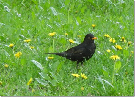 Blackbird - Черный дрозд